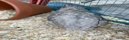 Quail poultry for sale: Male Quail For Rehome - Advert 3