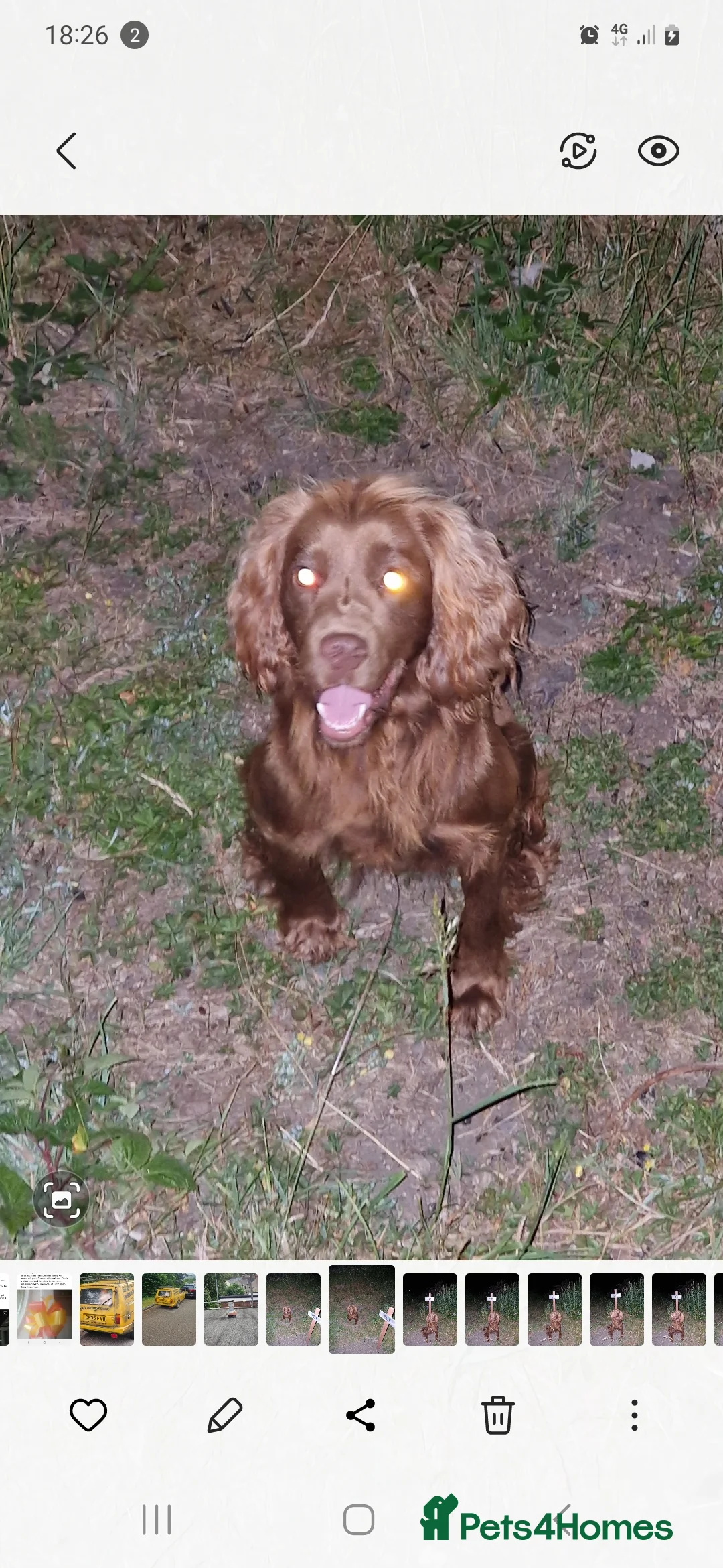 Cocker Spaniel dogs for sale: Cocker spaniel dog - Advert 2