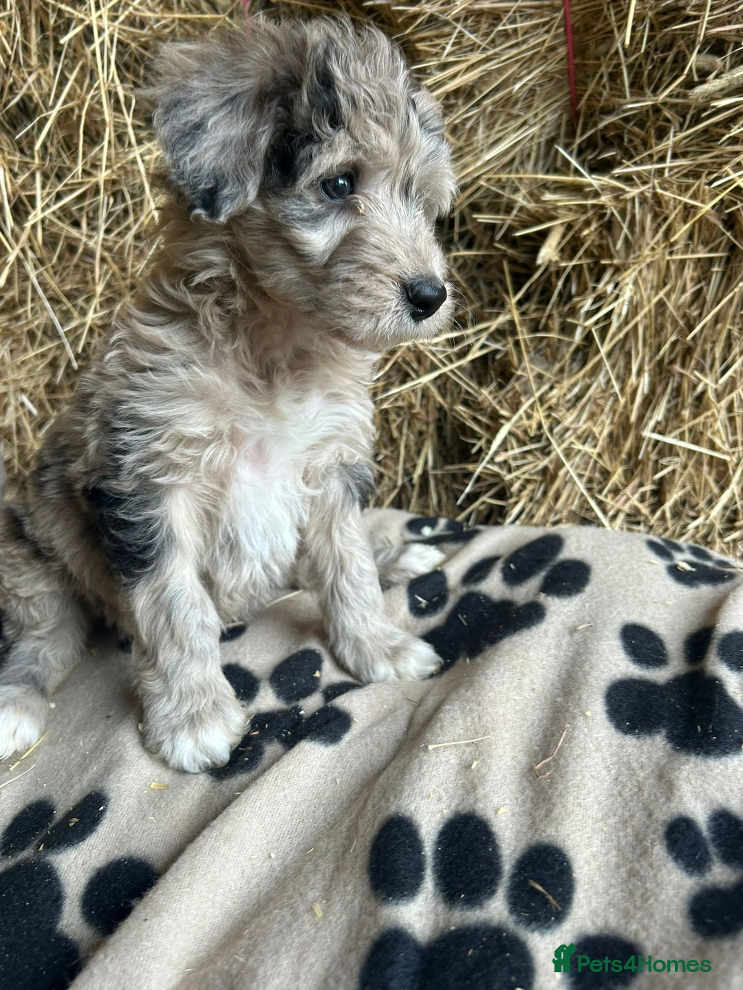 Bordoodle dogs for sale: Beautiful Bordoodle puppies - Image 11