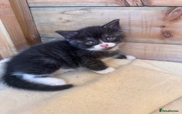 Mixed Breed cats for sale: 6 beautiful kittens looking for homes🏡  - Image 19
