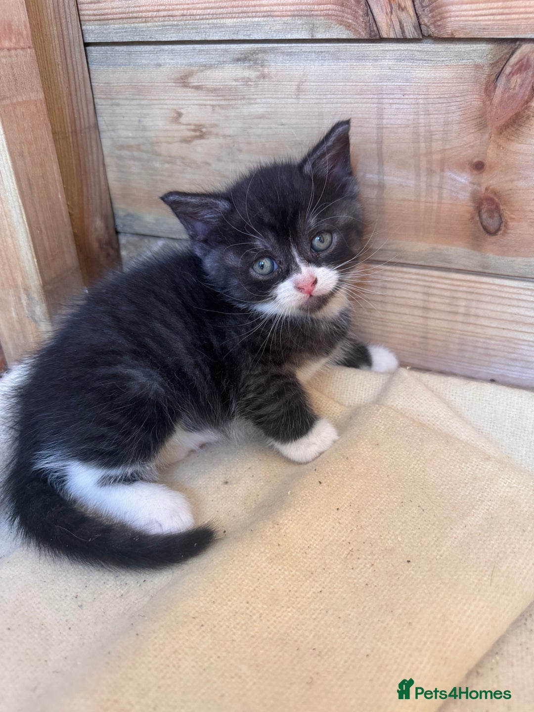 Mixed Breed cats for sale: 6 beautiful kittens looking for homes🏡  - Image 19