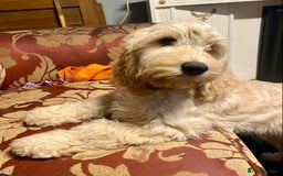 Cockapoo dogs for sale: Beautiful cockadoodle female puppy  - Image 3