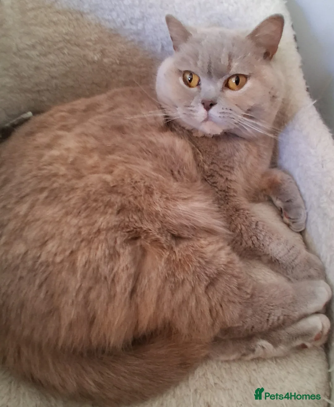 British Shorthair cats for sale: Beautiful Lilac Cream Female - Advert 2