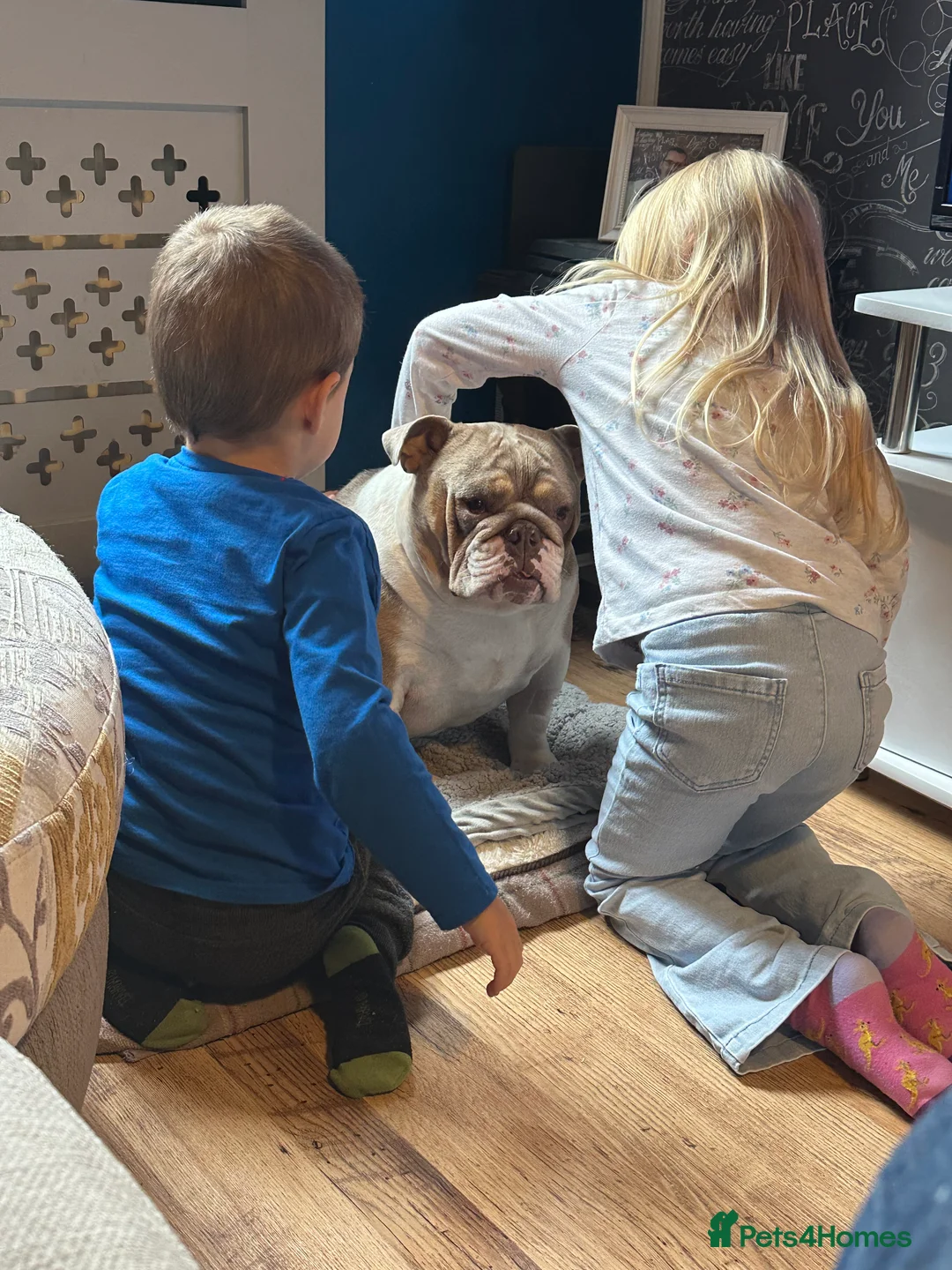 English Bulldog dogs for sale: Bella Baby - Advert 19