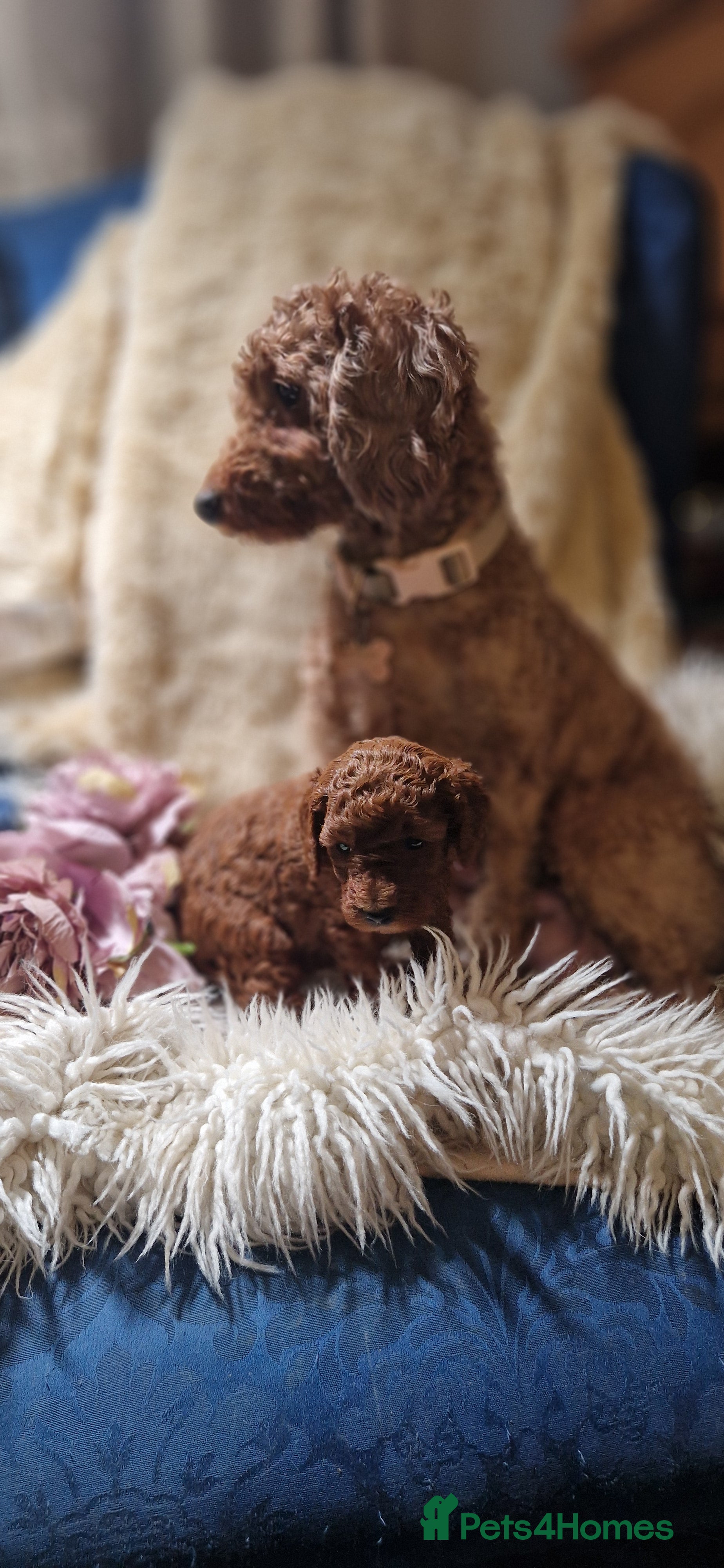Miniature Poodle dogs Gorgeous Fox Red Miniature Poodles  - Advert 1