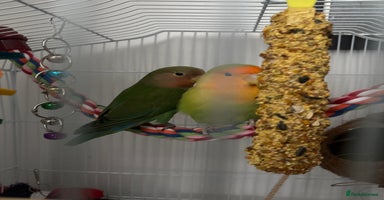 Lovebirds birds - Advert 13