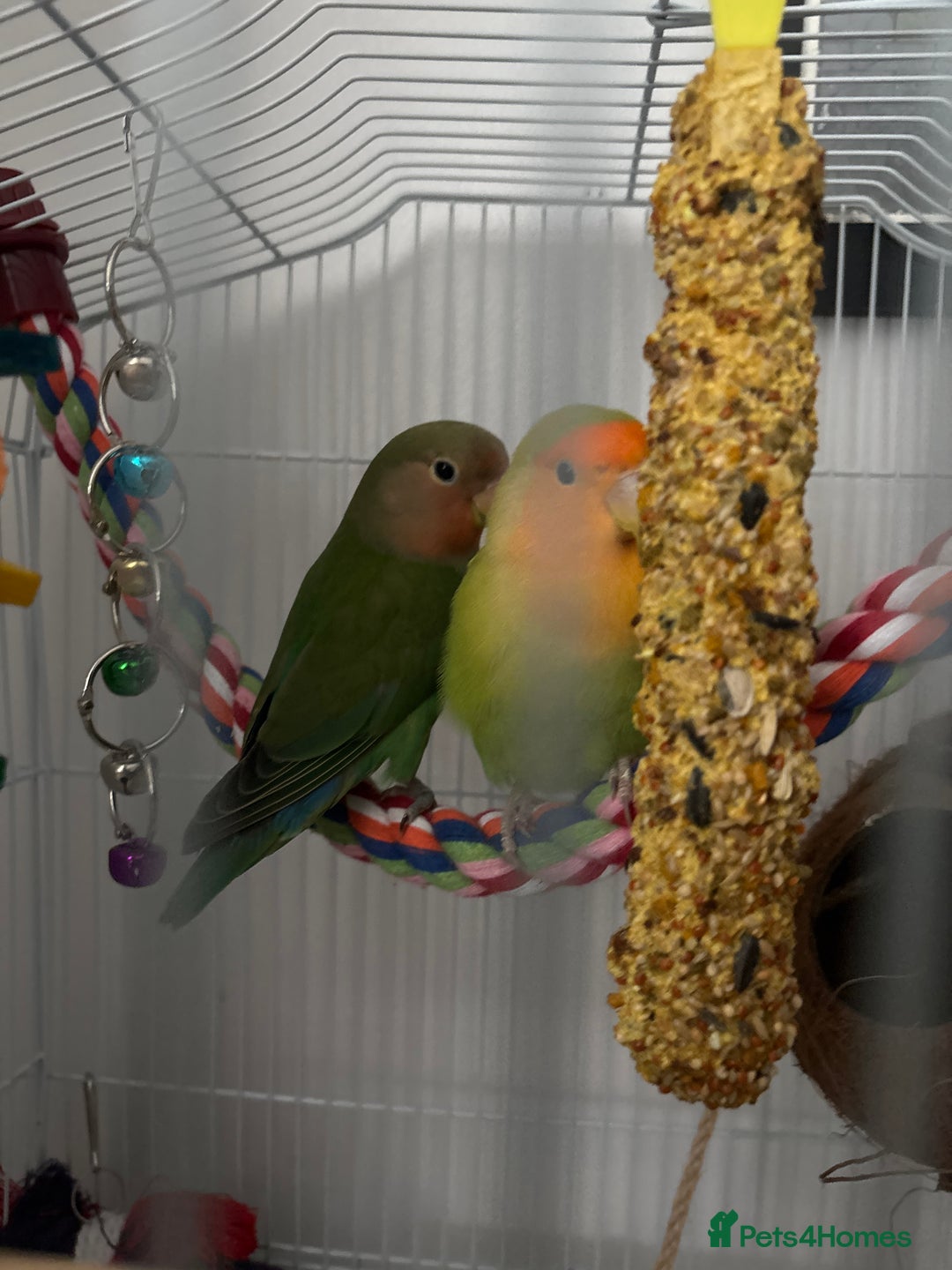 Lovebirds birds for sale: Pair of Love birds with cage and accessories  - Image 2