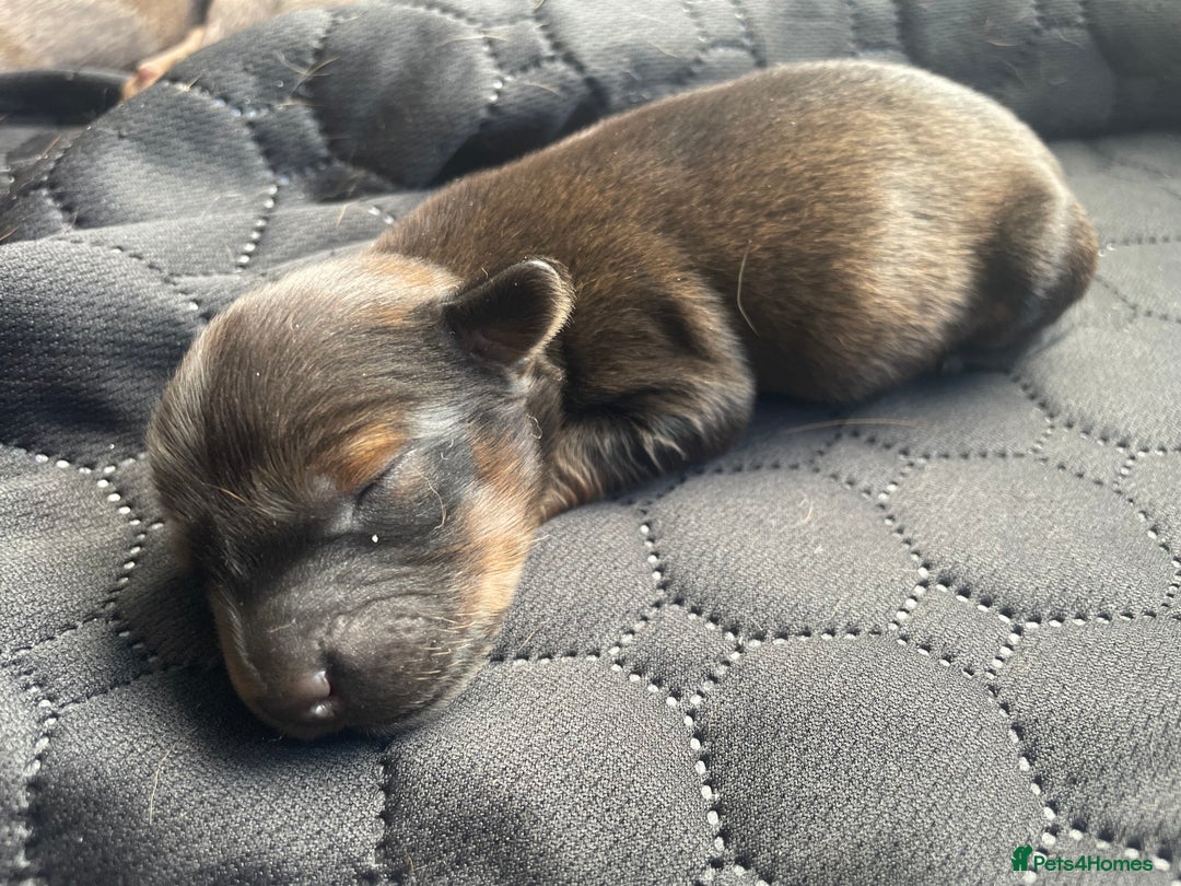 Mixed Breed dogs for sale: Dachshund Cross Pups - Image 3