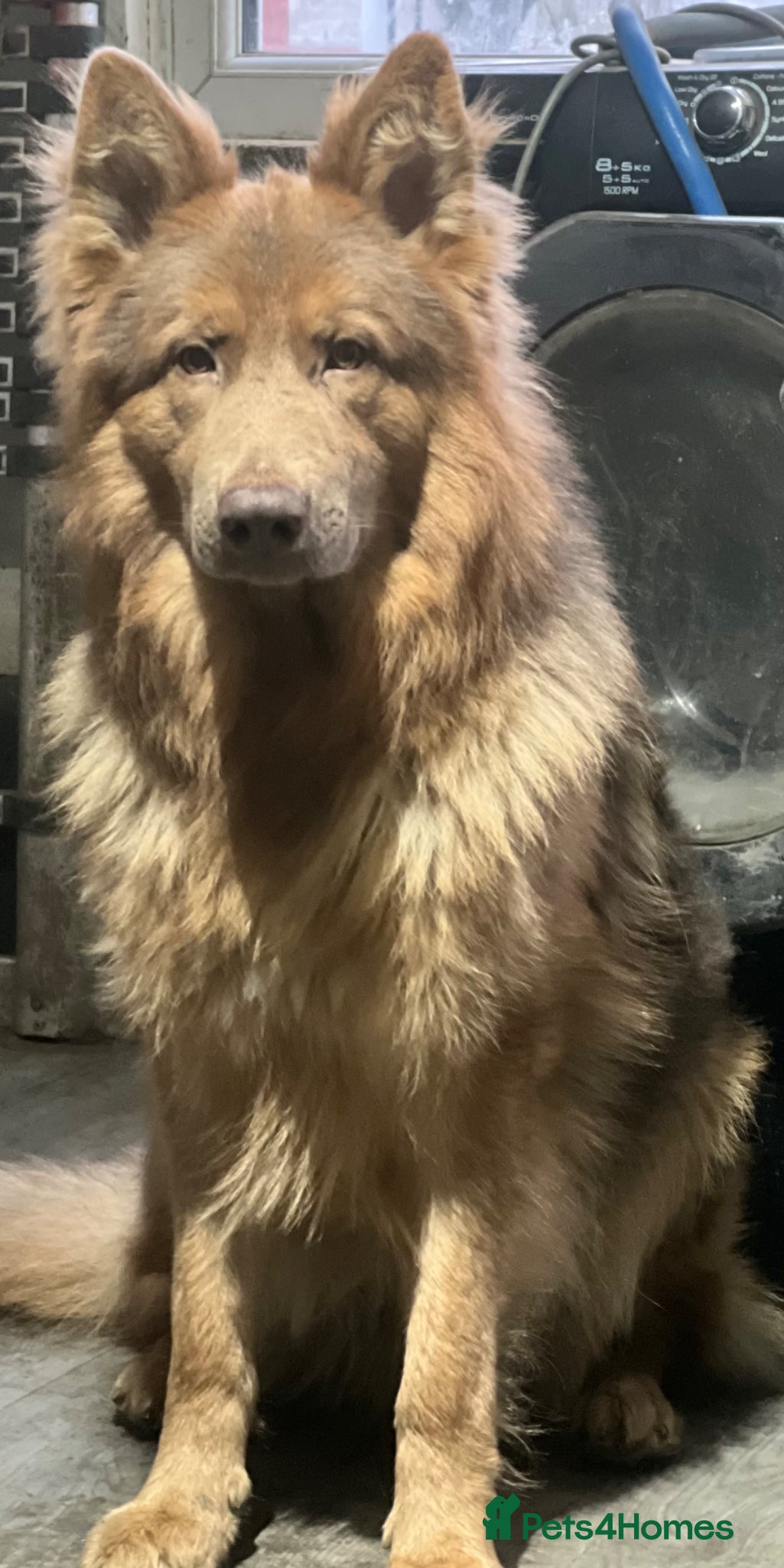 German Shepherd dogs Male German shepherd - Advert 4