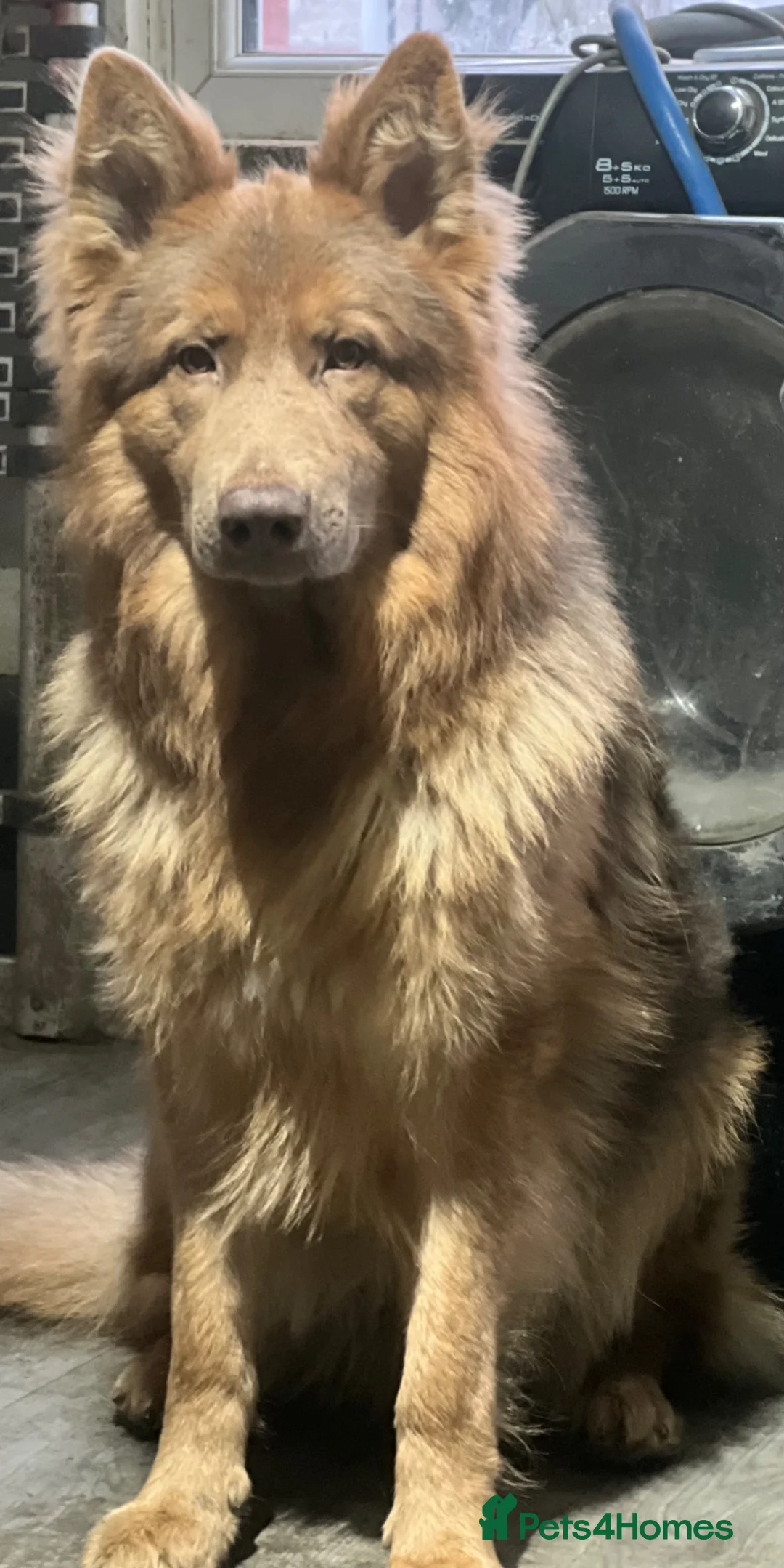 German Shepherd dogs for sale: Male German shepherd - Advert 1