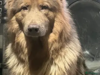 German Shepherd dogs Male German shepherd - Advert 4