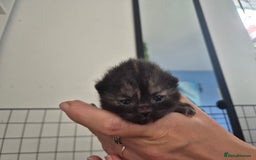 British Shorthair cats for sale: Beautiful Tortoiseshell and White pure BSH - Image 13