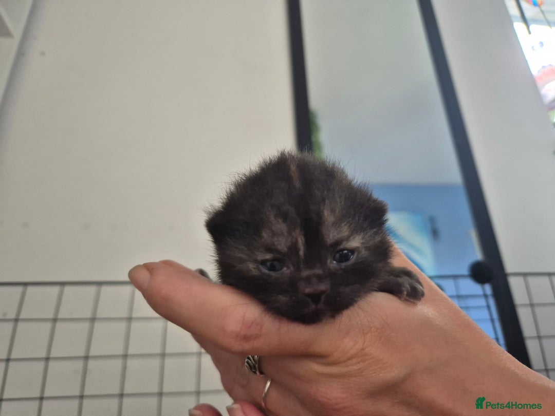 British Shorthair cats for sale: Beautiful Tortoiseshell and White pure BSH - Image 13