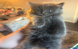 Mixed Breed cats for sale: Ragdoll x Russian Bleu x Tabby Long Hair Kittens  - Image 2