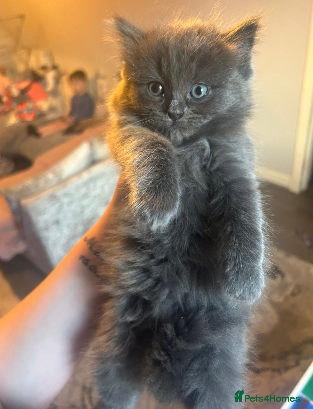 Mixed Breed cats for sale: Ragdoll x Russian Bleu x Tabby Long Hair Kittens  - Image 2