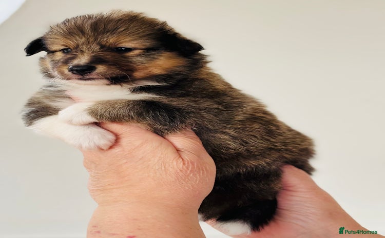 Shetland Sheepdog dogs - Advert 1