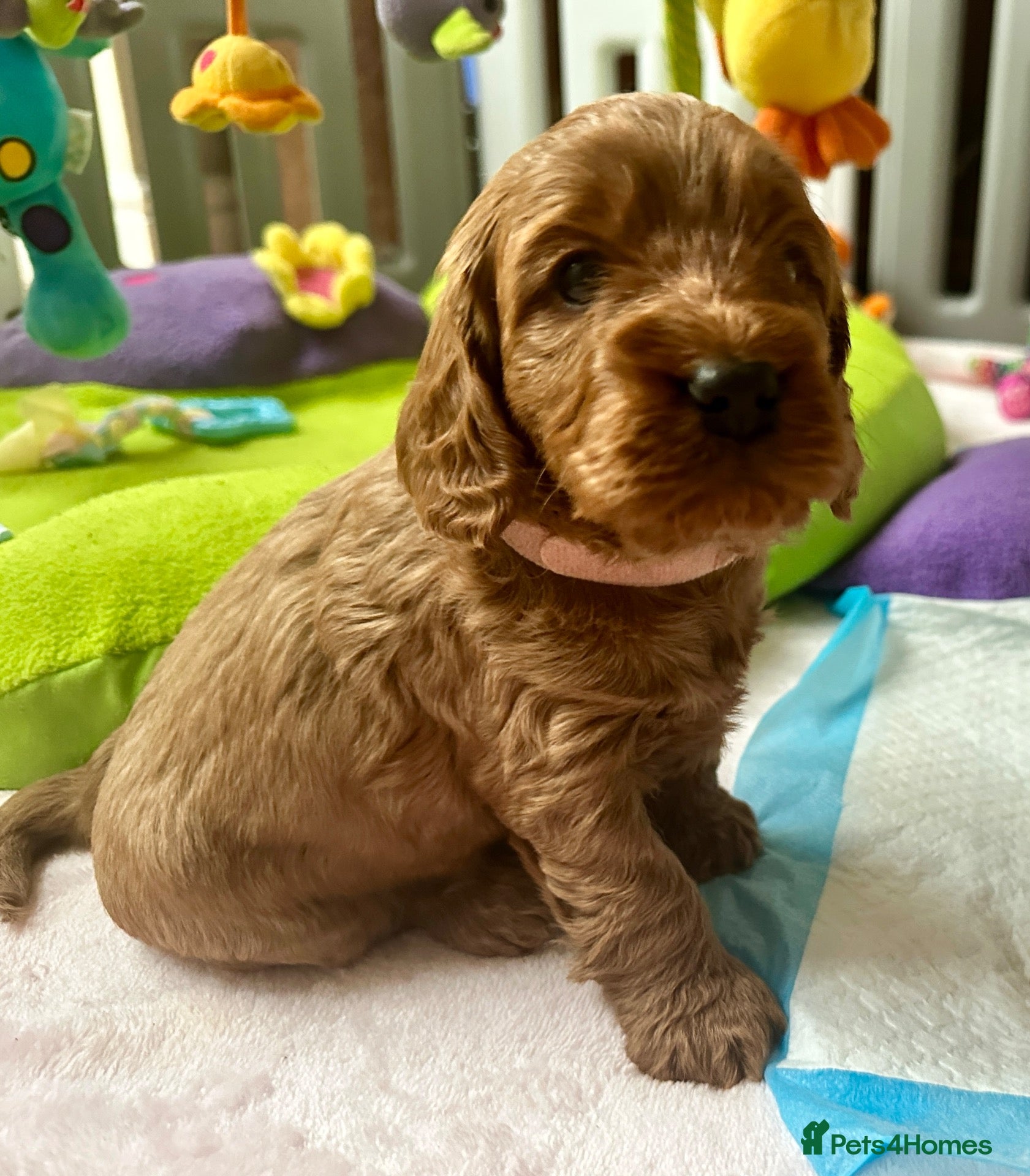 Cockapoo dogs for sale: Gorgeous F1 PRA clear Toy Cockapoo puppies - Advert 2