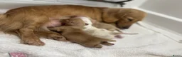Miniature Dachshund dogs for sale: Miniature cream long hair puppies for sale  in Waltham Cross - Advert 6