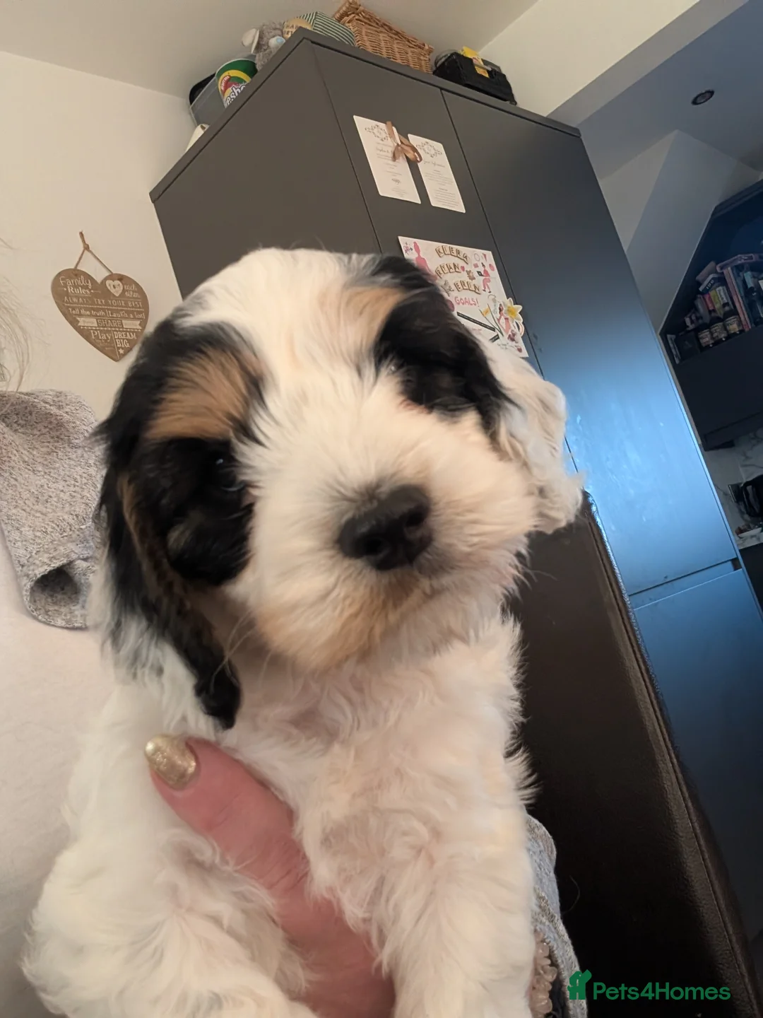 Cockapoo dogs for sale: Cockapoo 1 boy, Ready now, microchipped, vaccine  - Advert 2