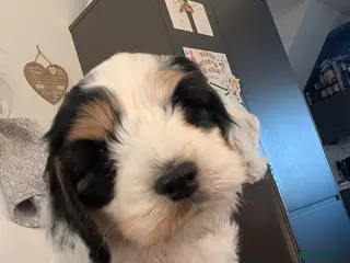 Cockapoo dogs 5 Cockapoos 1 beautiful boy left ready 30th March - Advert 7