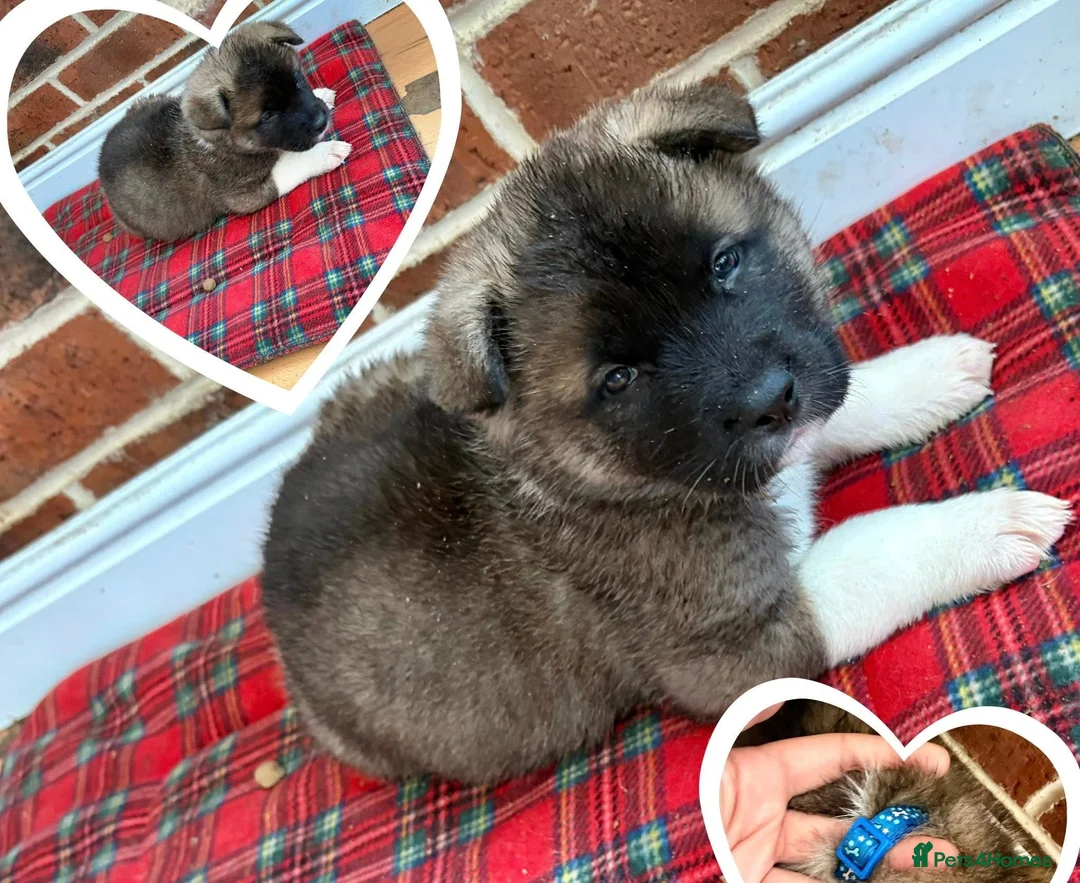 Akita dogs for sale: READY TO GO AMERICAN AKITA PUPPIES FOR SALE - Advert 7