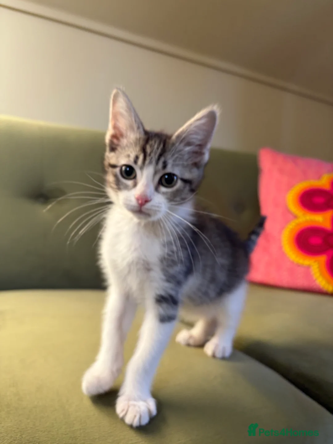 Mixed Breed cats for sale: Sweet Kitten Looking for a Loving Forever Home - Advert 2