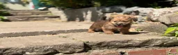 Mixed Breed dogs for sale: Exceptional Norfolk terrier x jrt pups ready now  - Advert 20