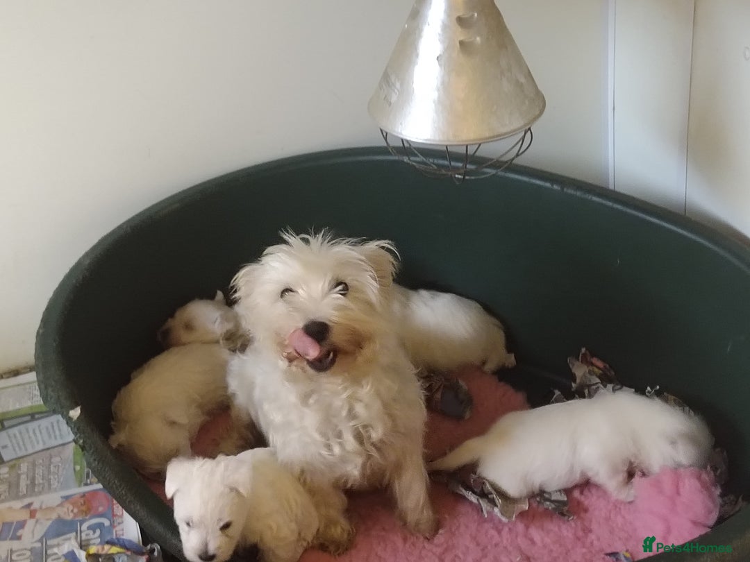 West Highland Terrier dogs for sale: Beautiful kc westie pups - Advert 2