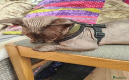 Sphynx cats for sale: Sphynx Bambino for sale with blue eyes  - Image 6