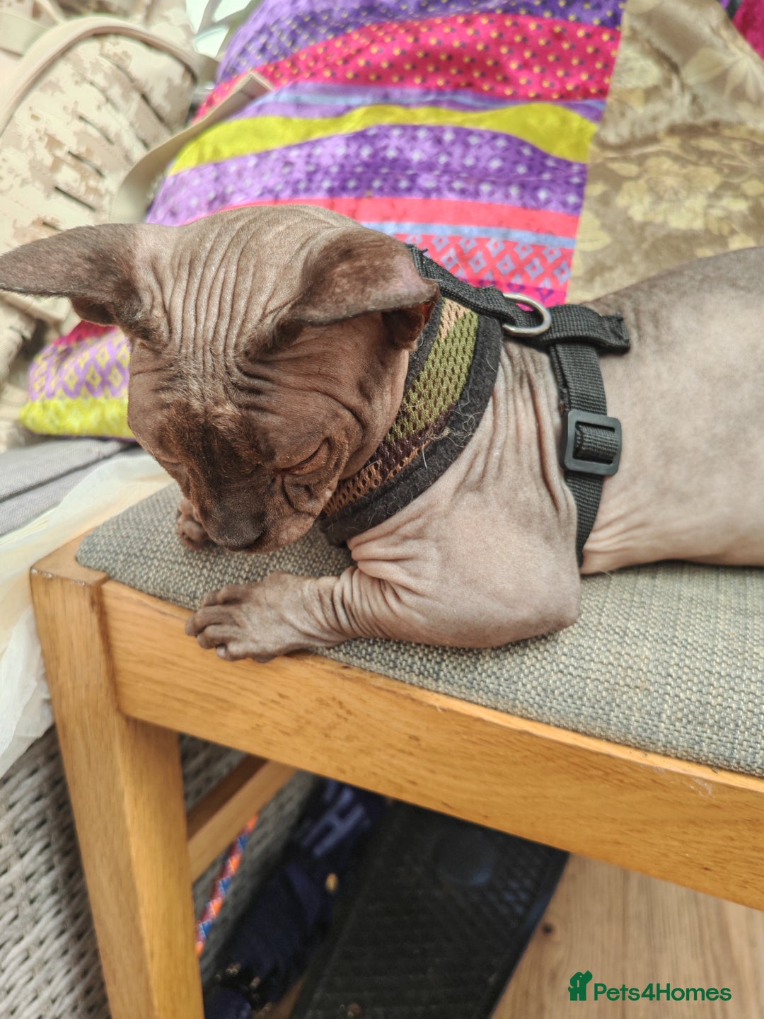 Sphynx cats for sale: Sphynx Bambino for sale with blue eyes  - Image 6