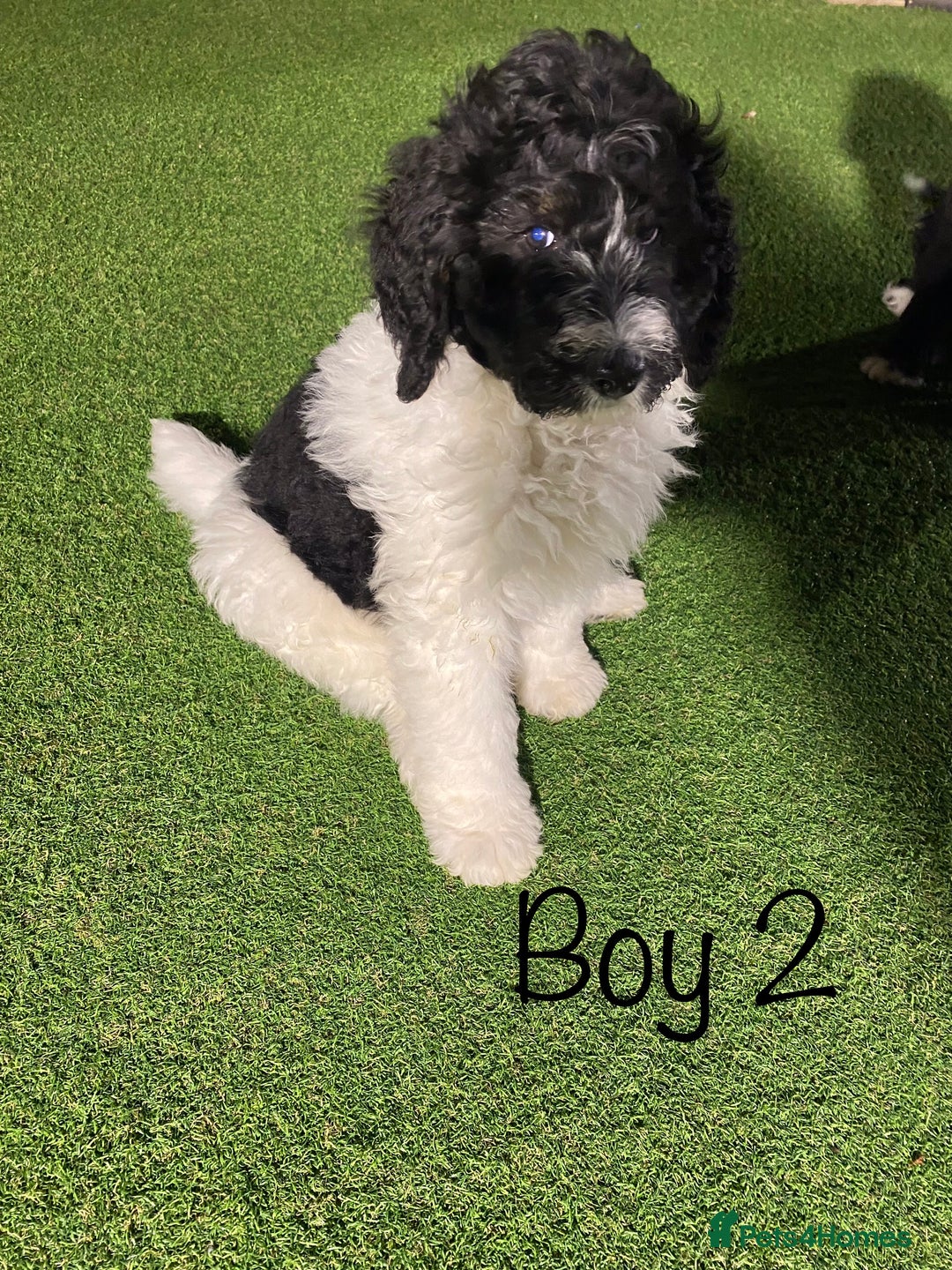 Bernedoodle dogs for sale: Tri-colour Bernedoodle  puppies  - Advert 4