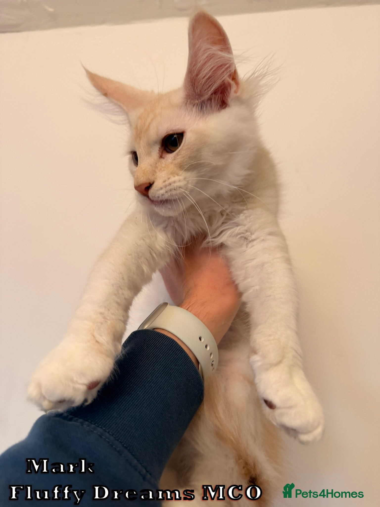 Maine Coon cats LAST BOY AVAILABLE / Non Active N/N Tested TICA - Advert 2