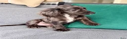 Cocker Spaniel dogs for sale: Cocker spaniel  puppy  in London - Advert 2