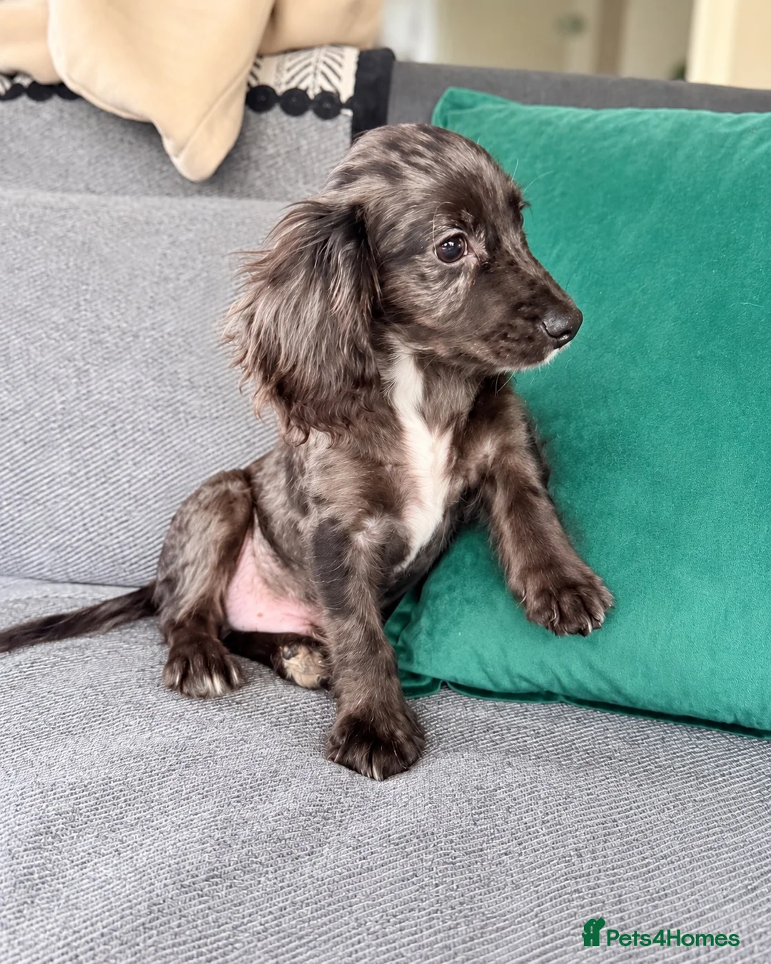 Cocker Spaniel dogs for sale: Cocker spaniel  puppy  in London - Advert 2