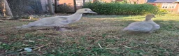 Ducks poultry for sale: Lavender Muscovy ducklings for sale, unsexed - Advert 2