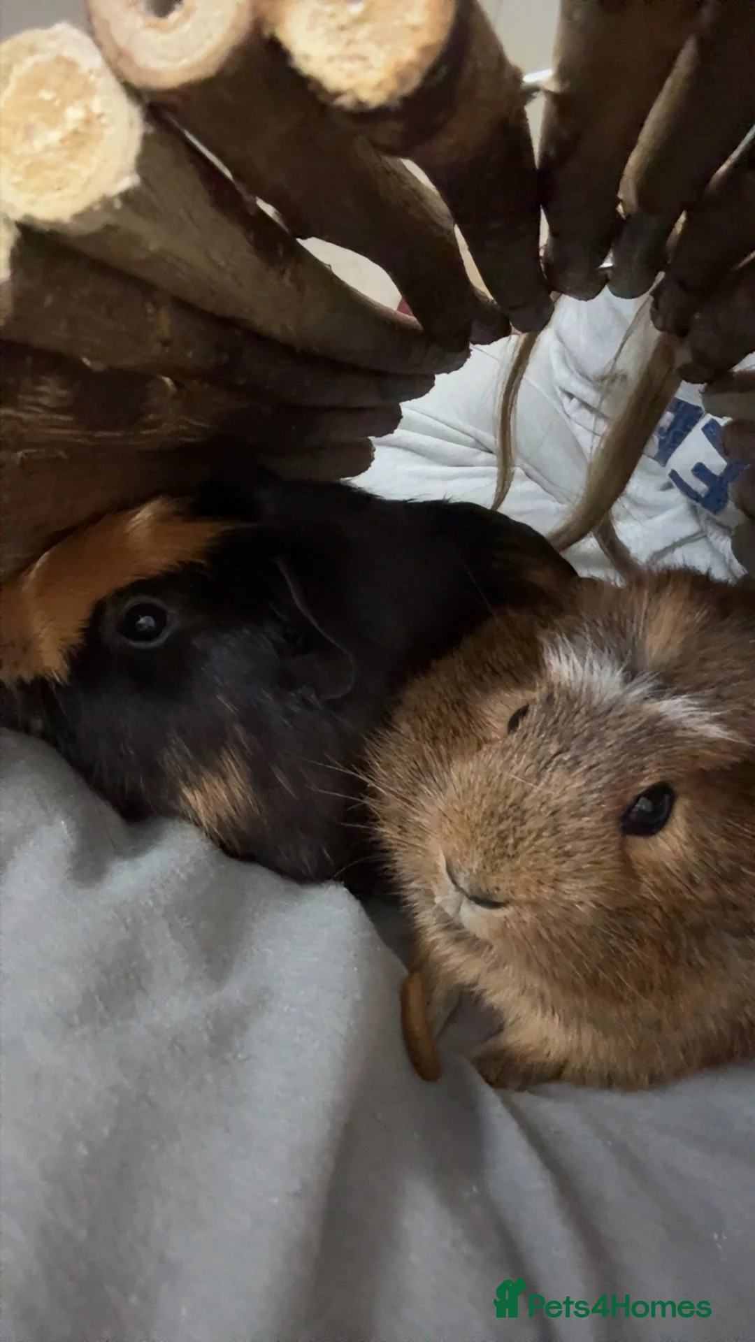 Guinea Pig rodents for sale: 2 male american guinea pigs in Wallington - Advert 1