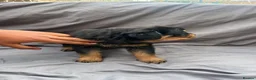 Rottweiler dogs for sale: Rottweiler pups - Advert 13