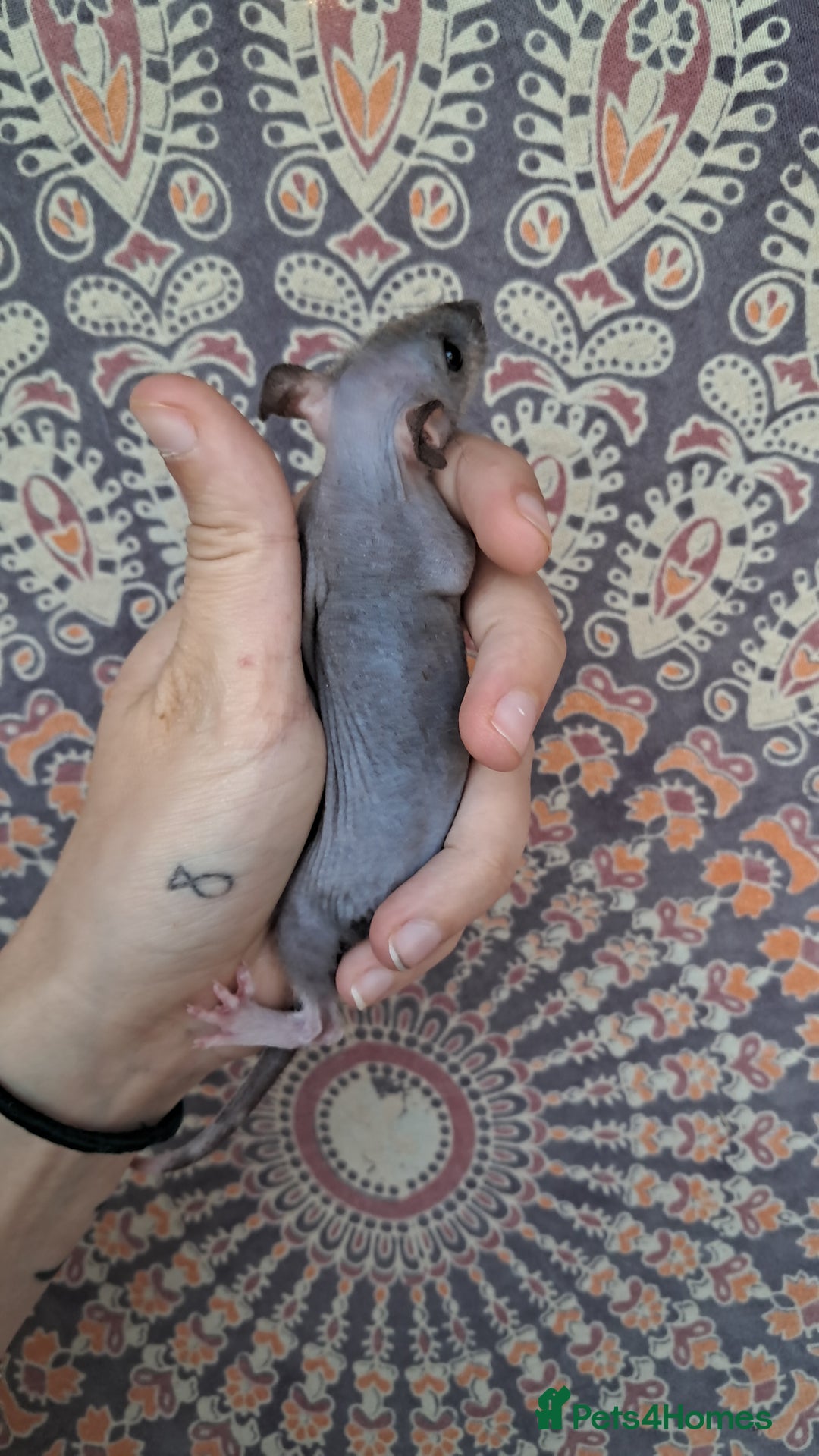 Rat rodents for sale: All rats have been reserved. - Image 12