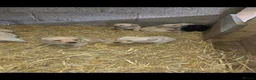 Labrador Retriever dogs for sale: Chunky Labrador pups looking for new homes - Advert 8