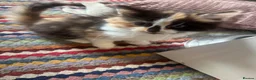 Mixed Breed cats for sale: Female long haired calico kitten in Thornton-Cleveleys - Advert 7