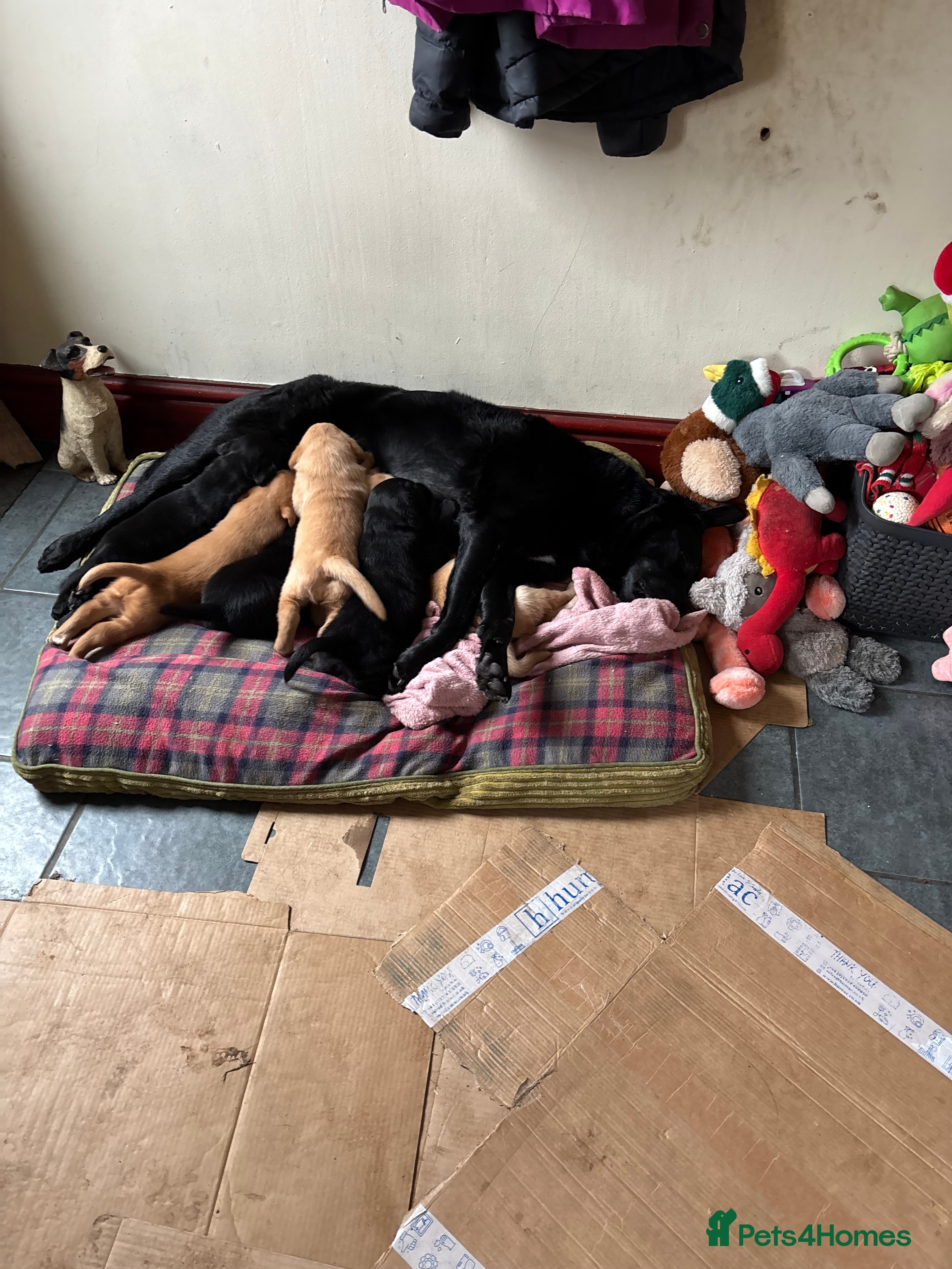 Labrador Retriever dogs 3 Labrador puppies - Advert 4