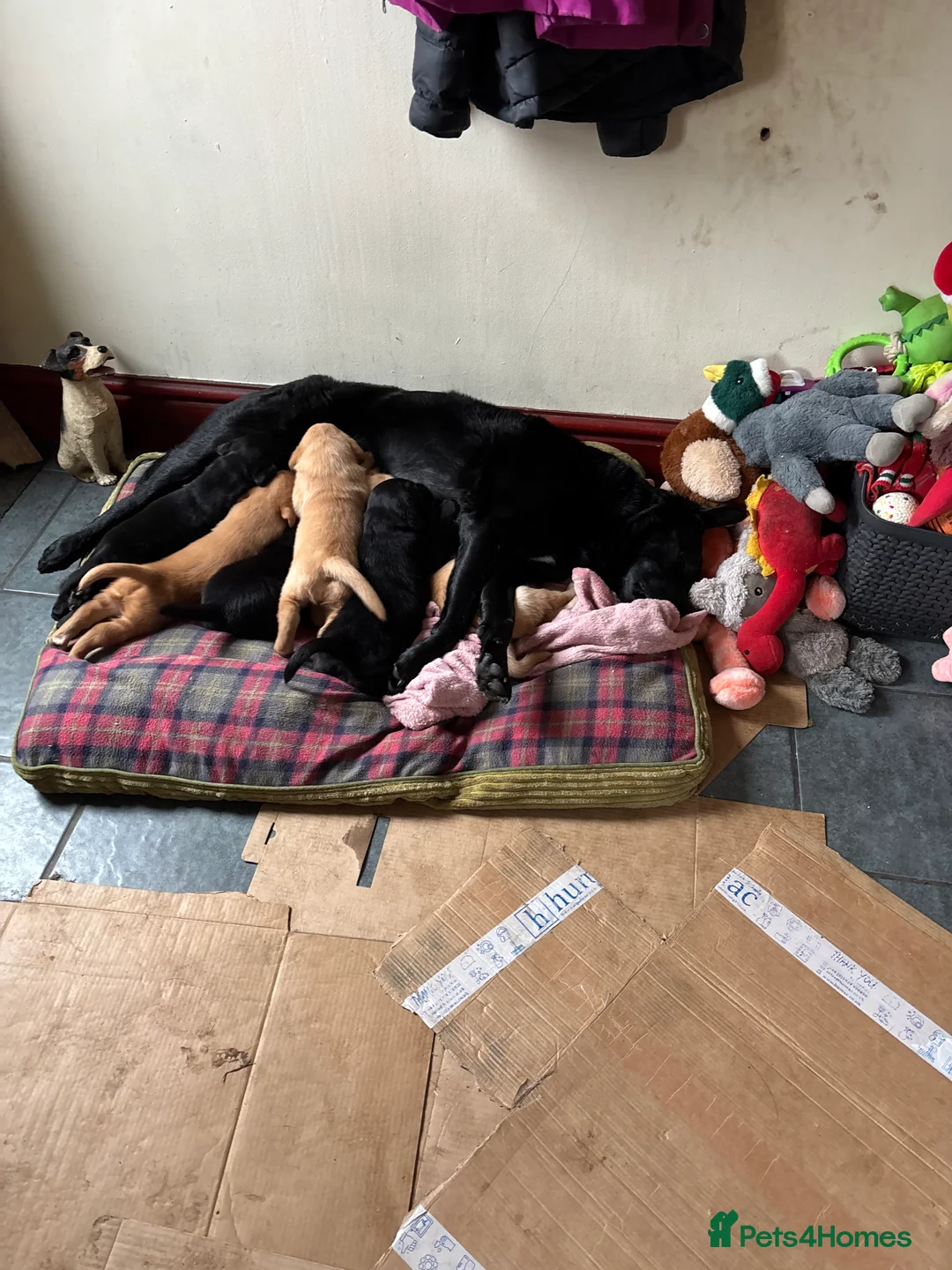 Labrador Retriever dogs for sale: 3 Labrador puppies - Advert 1