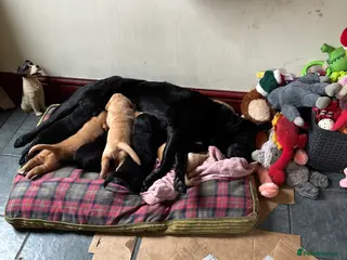 Labrador Retriever dogs 3 Labrador puppies - Advert 2