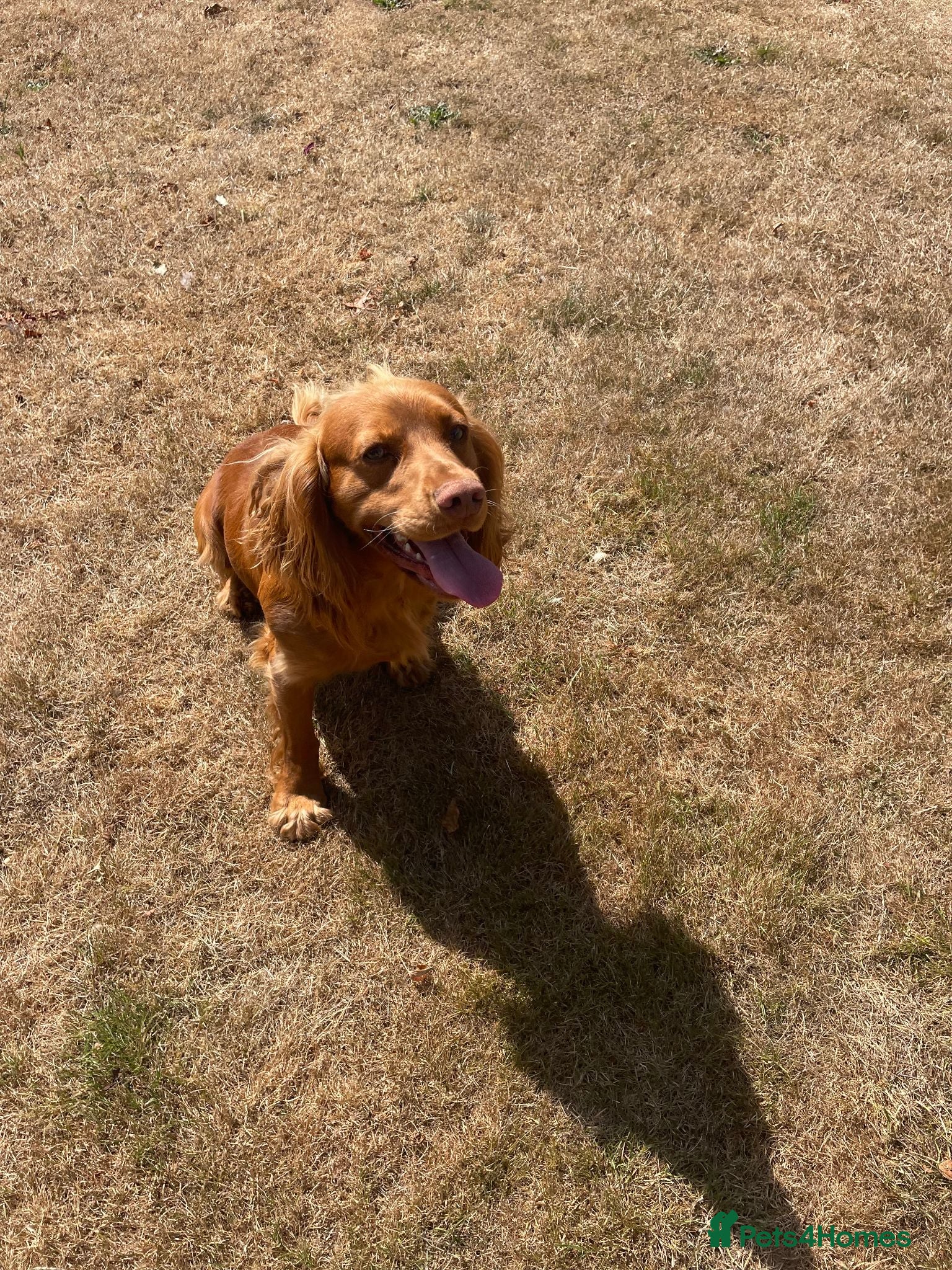 Cocker Spaniel dogs KC Registered Working Cocker Spaniel Stud Dog DN9 - Advert 2