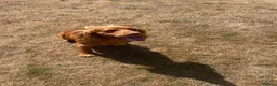 Cocker Spaniel dogs for stud: KC Registered Working Cocker Spaniel Stud Dog DN9 in Doncaster - Advert 1