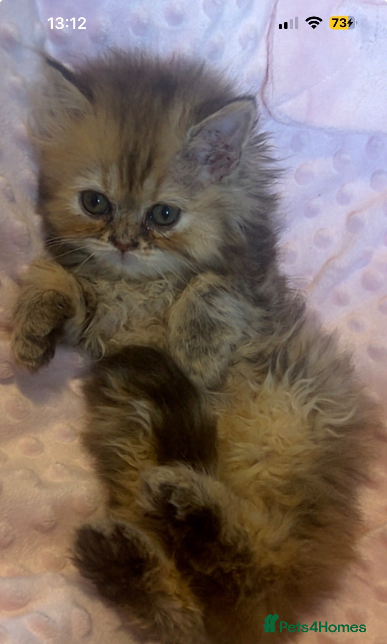 Persian cats Fluffy Persian kittens 🐱3 left - Advert 1