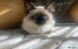 Ragdoll cats for sale: Two beautiful Ragdoll girls available  - Image 1