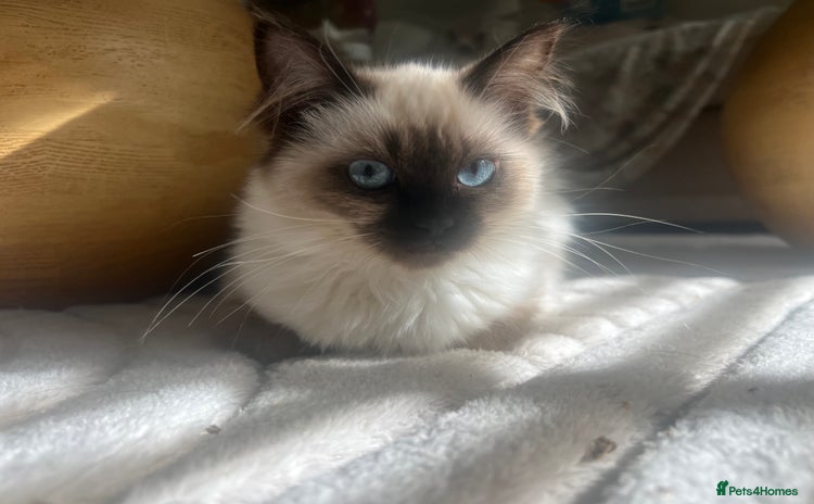 Ragdoll cats for sale - Advert 1