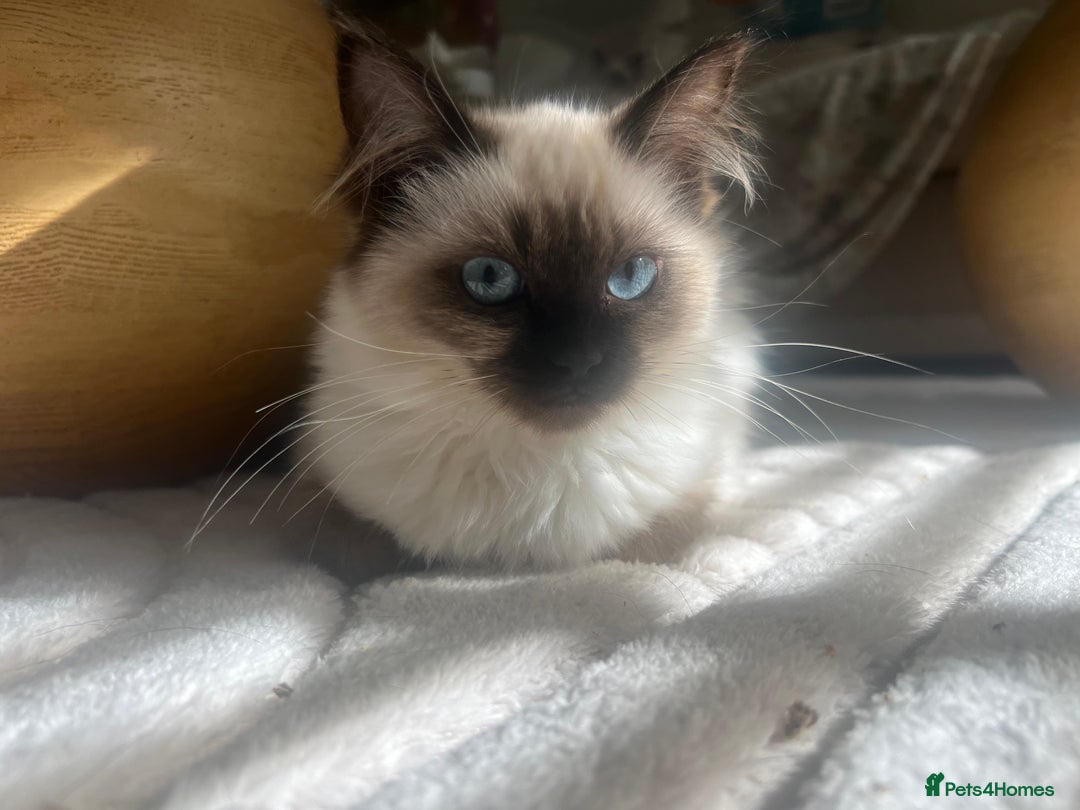 Ragdoll cats for sale: Two beautiful Ragdoll girls available  - Image 1