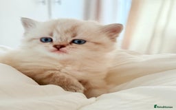 Scottish Fold cats for sale: Half Scottish half British short hair  in London - Image 29